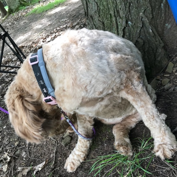 Meet your Posher, Latoya - Picture 1 of 1